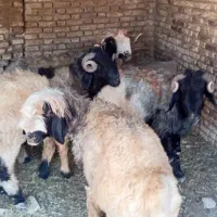 گوسفند