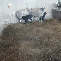 ۳راس شیشک شکم اول بره دار