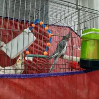 عروس هلندی گل باقالی|پرنده|همدان, |دیوار