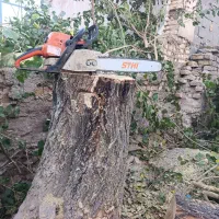 خرید چوب و ریشه وبرش درخت