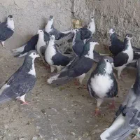 کبوترسیاه پشت دولا