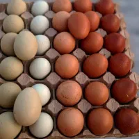 آمرکانا، آیسبار سوئدی و اُولیواِگر
