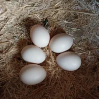 تخم نطفه دار مرغ اصیل لری تک رنگ