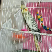 عروس هلندی|پرنده|رضویه, |دیوار