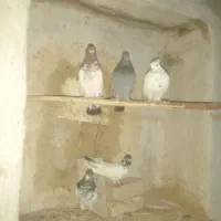 کبوتر