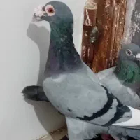 کبوتر