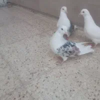 بیکال|پرنده|خرمآباد, |دیوار