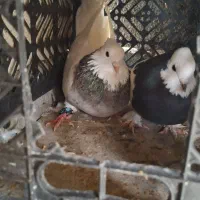 کبوتر طوقی|پرنده|دهدشت, |دیوار