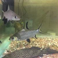 3 عدد سیلورشارک اورسایز|ماهی|اردبیل, |دیوار