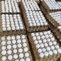 تخم مرغ روز مارکدار بدون واسطه از درب مرغداری