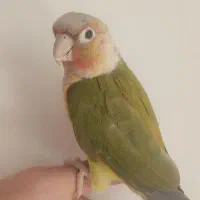 گرینجیک دستی|پرنده|خمینی‌شهر, |دیوار