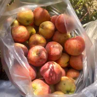 سیب قرمز و زرد
