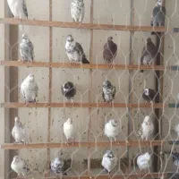 تعدادی نر گرویی از مشکات کاشان