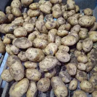 فروش سیب زمینی رانومی