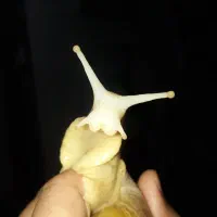 حلزون رایگان