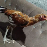 فروش خروس لاری رودان