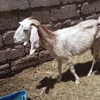 بز رشتی|حیوانات مزرعه|نرماشیر, |دیوار