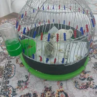 بلدرچین بالغ  و همراه قفس