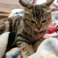 گربه|گربه|یزد, |دیوار