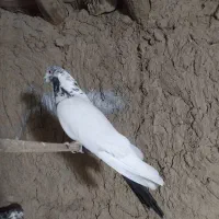 کفتر پرشی زینتی|پرنده|خنداب, |دیوار