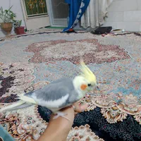 پنچ عدد عروس هلندی ودو عدد مرغ عشق|پرنده|زارچ, |دیوار
