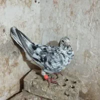 فروش|حراج|شوشتر, |دیوار