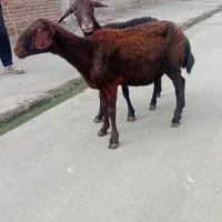 دوتا میش خوش رنگ جوان