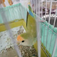 طوطی سخن گو با قفس