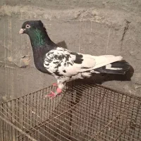 کبوتر کله‌ سیاه جفتی