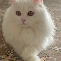 گربه|گربه|بانه, |دیوار