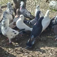 کفترخوب|پرنده|آستانه اشرفیه, |دیوار