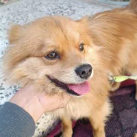 سگ پامر کاراملی