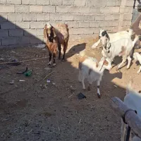 نربزپاکستانی لنگ جمل|حیوانات مزرعه|سبزوار, شهرک صنعتی فرودگاه|دیوار