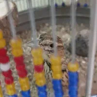 سهره خاکی|پرنده|کرمانشاه, |دیوار