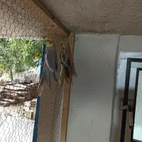 عروس هلندی|پرنده|بهشهر, |دیوار