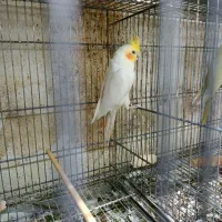 طوطی عروس  جفت و جوجه