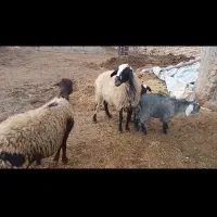 گوسفند بره دار|حیوانات مزرعه|دوتپه, |دیوار