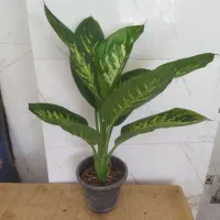 گل و گیاه دیفن