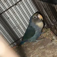 طوطی برزیلی|پرنده|بوشهر, |دیوار