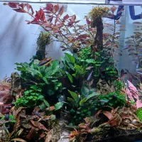 آکواریومی پلنت