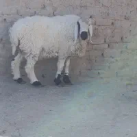 قوچ وبز مری|حیوانات مزرعه|هامون, |دیوار