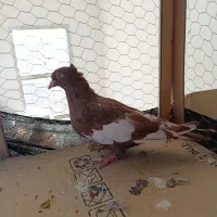 کفتر|پرنده|شیراز, مسلم|دیوار