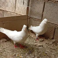 یک جفت کفتر اراکی