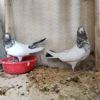 چهار جفت کفتر اصیل|پرنده|خلخال, |دیوار