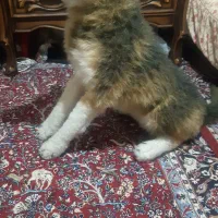 عروسک گرگ پلیشی سایز بزرگ