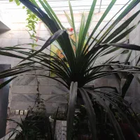 گل پاندانوس