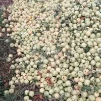 سیب زیر درختی