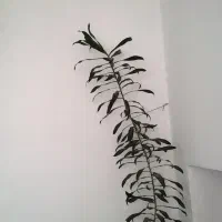 سوئیت مبله اجاره ۹ ماهه
