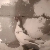 چهارتا حیون جنگنده میزون