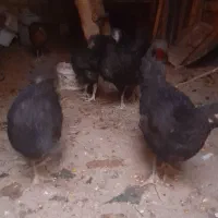 مرغ محلی|حیوانات مزرعه|معصومیه, |دیوار